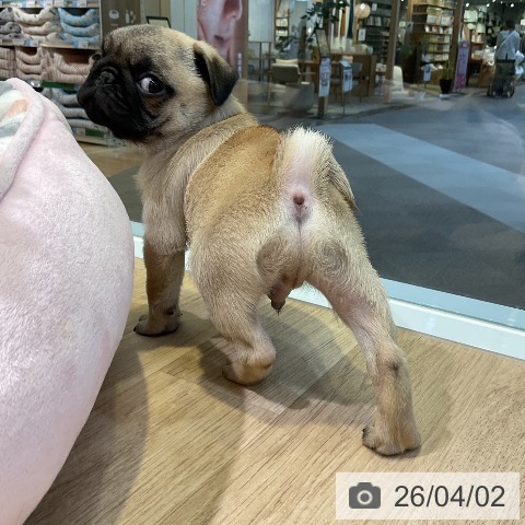 愛知県のパグ (ペットプラス 岡崎店/2026年1月25日生まれ/男の子/フォーン)の子犬の3枚目の画像