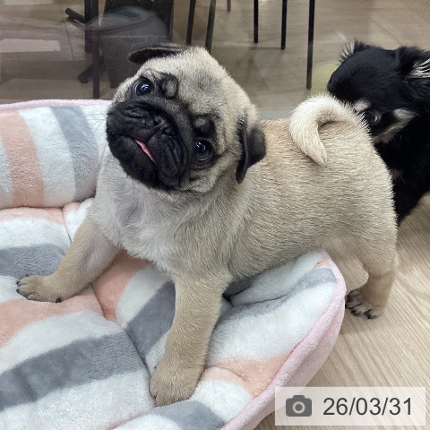 石川県のパグ (ペットプラス 白山店/2026年1月25日生まれ/男の子/フォーン)の子犬の3枚目の画像
