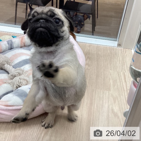 石川県のパグ (ペットプラス 白山店/2026年1月25日生まれ/男の子/フォーン)の子犬の4枚目の画像