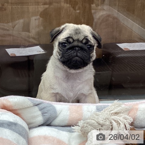 石川県のパグ (ペットプラス 白山店/2026年1月25日生まれ/男の子/フォーン)の子犬の3枚目の画像
