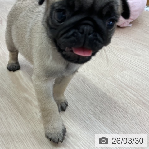 愛知県のパグ (ペットプラス ナゴヤドーム前店/2026年1月25日生まれ/女の子/フォーン)の子犬の4枚目の画像