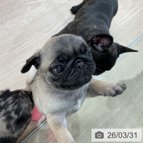 愛知県のパグ (ペットプラス ナゴヤドーム前店/2026年1月25日生まれ/女の子/フォーン)の子犬の3枚目の画像