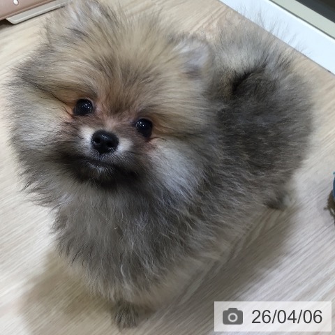 富山県のポメラニアン (ペットプラス 高岡店/2026年1月28日生まれ/男の子/オレンジセーブル)の子犬の3枚目の画像