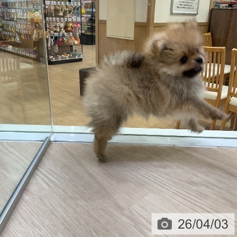 ポメラニアンの写真
