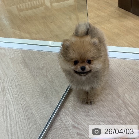 ポメラニアンの写真