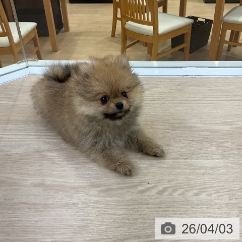 ポメラニアンの写真
