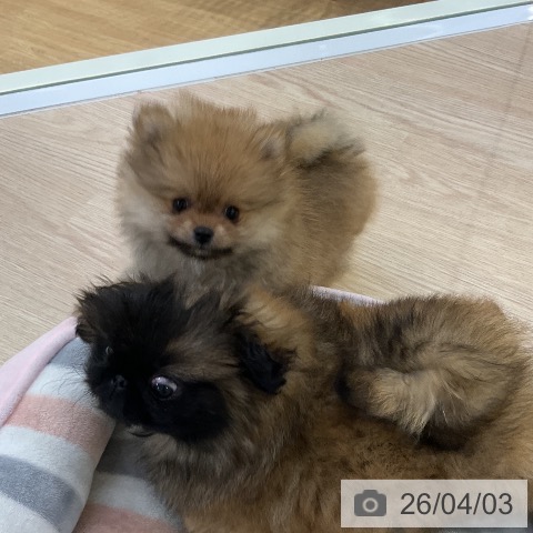 ポメラニアンの写真