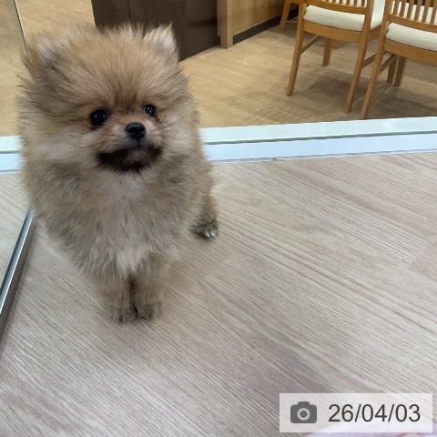 ポメラニアンの写真