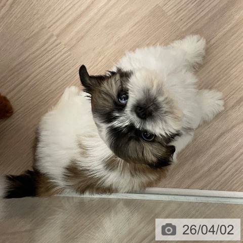 福井県のシーズー (ペットプラス 福井店/2026年1月28日生まれ/女の子/ホワイトゴールド)の子犬の4枚目の画像