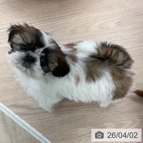 福井県のシーズー (ペットプラス 福井店/2026年1月28日生まれ/女の子/ホワイトゴールド)の子犬の4枚目の画像