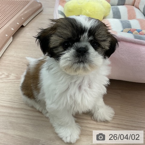 福井県のシーズー (ペットプラス 福井店/2026年1月28日生まれ/女の子/ホワイトゴールド)の子犬の3枚目の画像