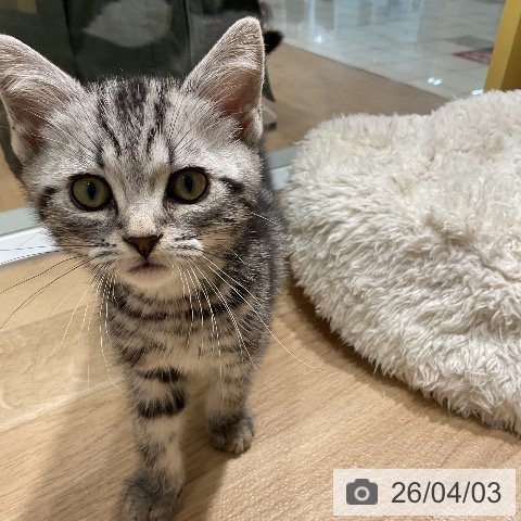 アメリカンショートヘアの写真