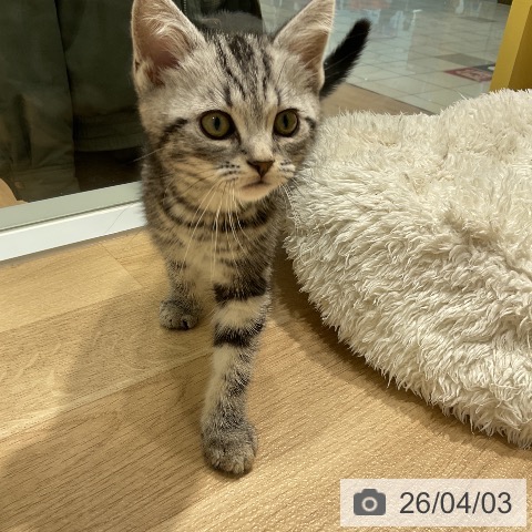 アメリカンショートヘアの写真