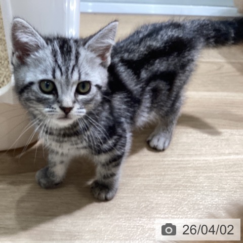 愛知県のアメリカンショートヘアー (ペットプラス ナゴヤドーム前店/2026年1月20日生まれ/男の子/シルバータビー)の子猫の4枚目の画像
