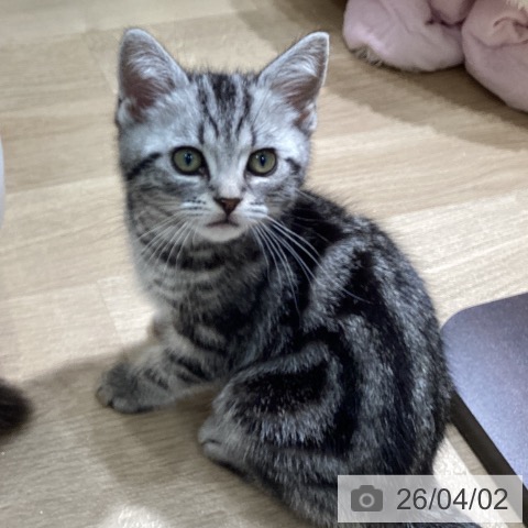 愛知県のアメリカンショートヘアー (ペットプラス ナゴヤドーム前店/2026年1月20日生まれ/男の子/シルバータビー)の子猫の3枚目の画像