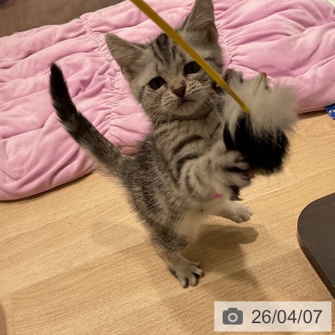 三重県のアメリカンショートヘアー (ペットプラス 鈴鹿店/2026年1月20日生まれ/女の子/シルバータビー)の子猫の4枚目の画像