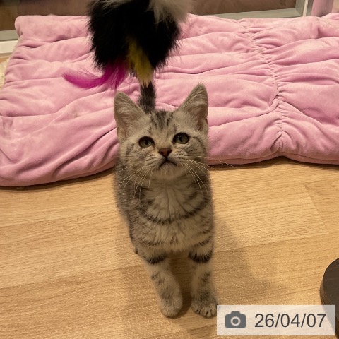 三重県のアメリカンショートヘアー (ペットプラス 鈴鹿店/2026年1月20日生まれ/女の子/シルバータビー)の子猫の3枚目の画像