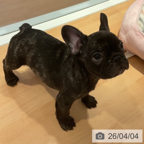 フレンチ・ブルドッグの写真