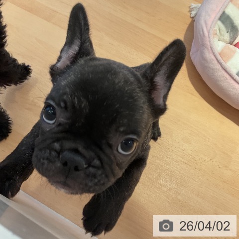 フレンチ・ブルドッグの写真