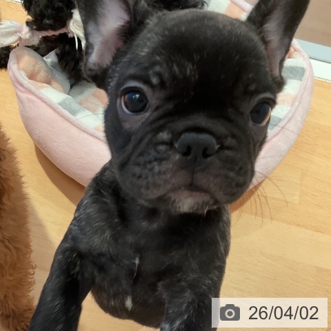 三重県のフレンチブルドッグ (ペットプラス 東員店/2026年1月29日生まれ/男の子/ブリンドル)の子犬の4枚目の画像