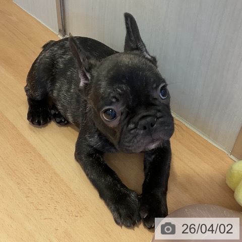 三重県のフレンチブルドッグ (ペットプラス 東員店/2026年1月29日生まれ/男の子/ブリンドル)の子犬の3枚目の画像