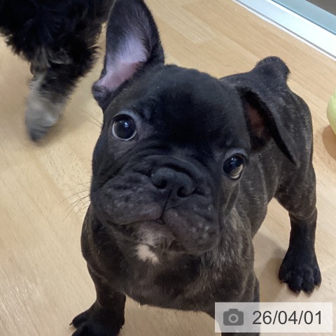 石川県のフレンチブルドッグ (ペットプラス 新小松店/2026年1月29日生まれ/女の子/ブリンドル)の子犬の3枚目の画像