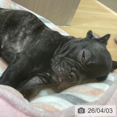 石川県のフレンチブルドッグ (ペットプラス 新小松店/2026年1月29日生まれ/女の子/ブリンドル)の子犬の3枚目の画像