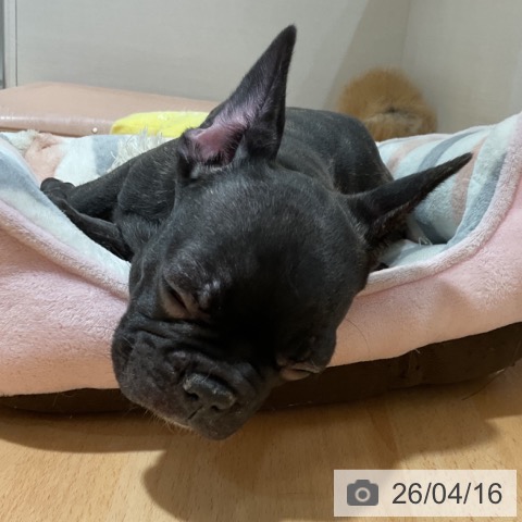 石川県のフレンチブルドッグ (ペットプラス 新小松店/2026年1月29日生まれ/女の子/ブリンドル)の子犬の3枚目の画像