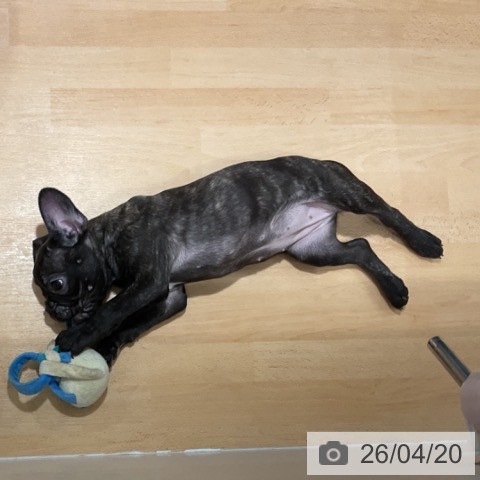 富山県のフレンチブルドッグ (ペットプラス 高岡店/2026年1月29日生まれ/女の子/ブリンドル)の子犬の3枚目の画像