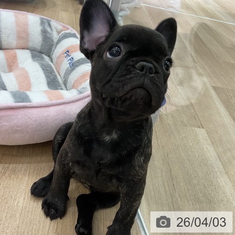 愛知県のフレンチブルドッグ (ペットプラス イオンモール豊川店/2026年1月29日生まれ/女の子/ブリンドル)の子犬の4枚目の画像