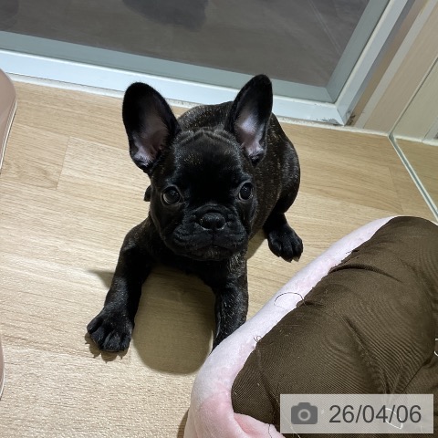 愛知県のフレンチブルドッグ (ペットプラス イオンモール豊川店/2026年1月29日生まれ/女の子/ブリンドル)の子犬の4枚目の画像