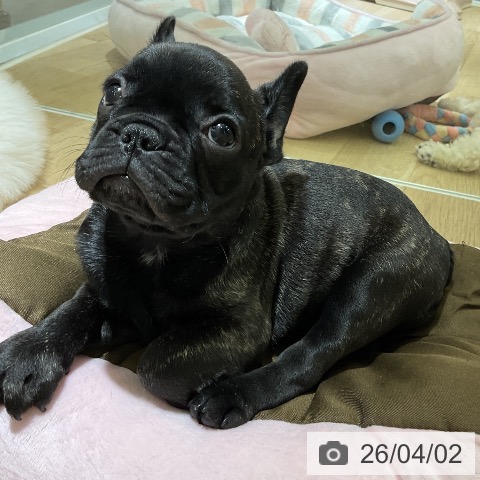 愛知県のフレンチブルドッグ (ペットプラス イオンモール豊川店/2026年1月29日生まれ/女の子/ブリンドル)の子犬の3枚目の画像