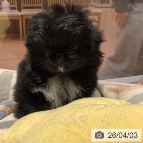 愛知県のペキニーズ (ペットプラス 名古屋茶屋店/2026年1月29日生まれ/男の子/ブラックホワイト)の子犬の4枚目の画像