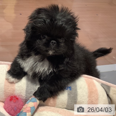 愛知県のペキニーズ (ペットプラス 名古屋茶屋店/2026年1月29日生まれ/男の子/ブラックホワイト)の子犬の3枚目の画像