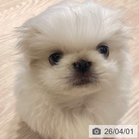 富山県のペキニーズ (ペットプラス 高岡店/2026年1月29日生まれ/男の子/ホワイトクリーム)の子犬の4枚目の画像