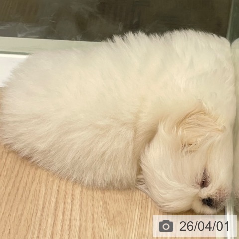 富山県のペキニーズ (ペットプラス 高岡店/2026年1月29日生まれ/男の子/ホワイトクリーム)の子犬の3枚目の画像