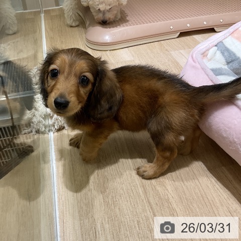 愛知県のミニチュアダックスフンド(ロング) (ペットプラス イオンモール豊川店/2026年1月29日生まれ/男の子/シェーデットレッド)の子犬の3枚目の画像