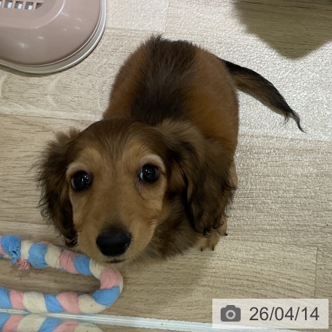 愛知県のミニチュアダックスフンド(ロング) (ペットプラス イオンモール豊川店/2026年1月29日生まれ/男の子/シェーデットレッド)の子犬の3枚目の画像