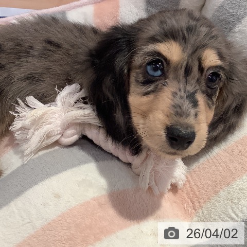 愛知県のミニチュアダックスフンド(ロング) (ペットプラス 名古屋茶屋店/2026年1月29日生まれ/男の子/シルバーダップル)の子犬の4枚目の画像