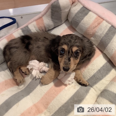 愛知県のミニチュアダックスフンド(ロング) (ペットプラス 名古屋茶屋店/2026年1月29日生まれ/男の子/シルバーダップル)の子犬の3枚目の画像