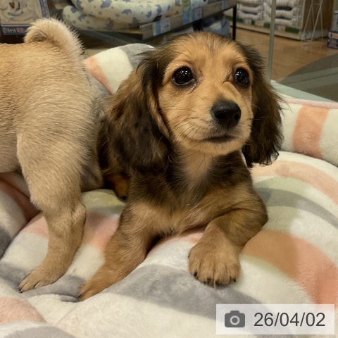 愛知県のミニチュアダックスフンド(ロング) (ペットプラス 岡崎店/2026年1月29日生まれ/女の子/シェーデットイエロー)の子犬の3枚目の画像