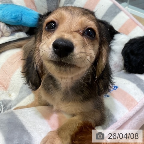 愛知県のミニチュアダックスフンド(ロング) (ペットプラス 岡崎店/2026年1月29日生まれ/女の子/シェーデットイエロー)の子犬の3枚目の画像