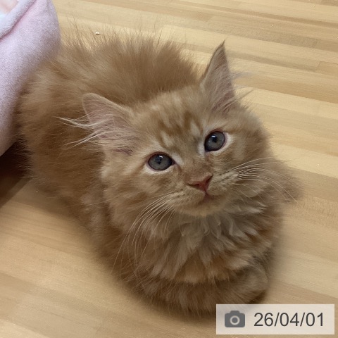 石川県のサイベリアン (ペットプラス 新小松店/2026年1月14日生まれ/女の子/レッドタビー)の子猫の3枚目の画像