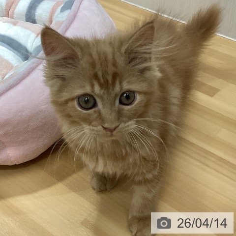 サイベリアンの写真