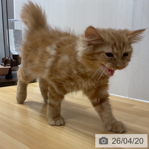 サイベリアンの写真