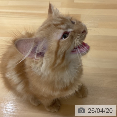 サイベリアンの写真