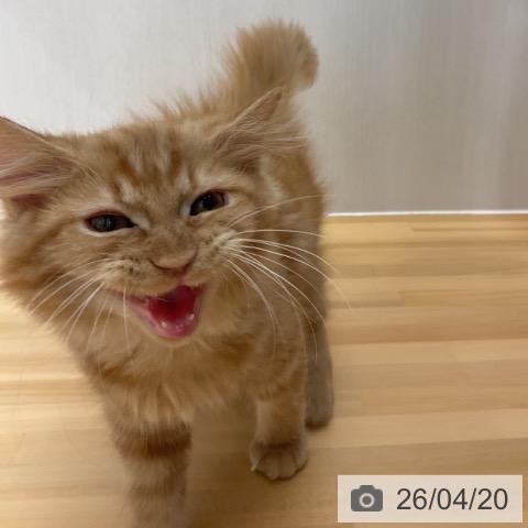 サイベリアンの写真