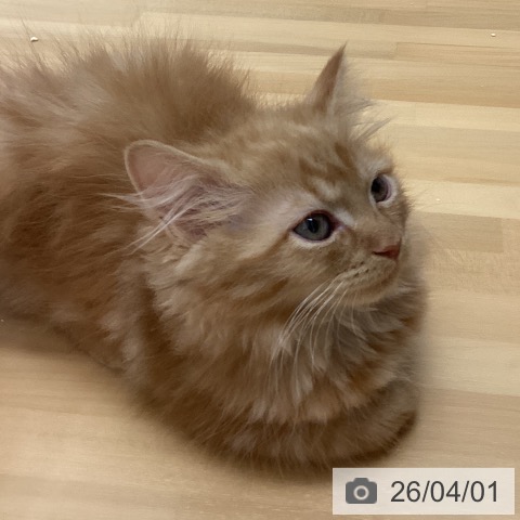 サイベリアンの写真