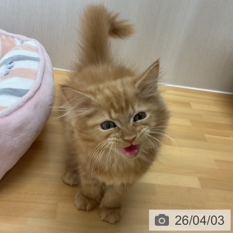 サイベリアンの写真