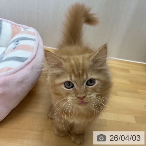 石川県のサイベリアン (ペットプラス 新小松店/2026年1月14日生まれ/女の子/レッドタビー)の子猫の4枚目の画像